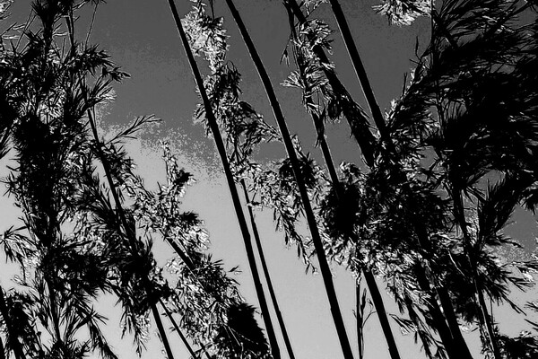 Expositie Elles van Loenen