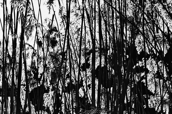 Expositie Elles van Loenen